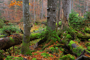 Herbstlicher Urwald 1