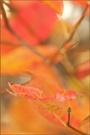 Abschied vom bunten Herbst?
