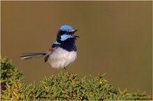 Prachtstaffelschwanz (Malurus cyaneus) Superb Fairy-Wren