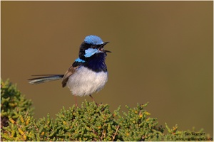 Prachtstaffelschwanz (Malurus cyaneus) Superb Fairy-Wren