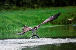Fischadler(Pandion Haliaetus) sind auch Zugvögel . . . . . .