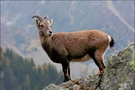 Steinbock