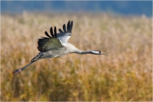 Vogel des Glücks