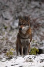 Wolf im Schnee