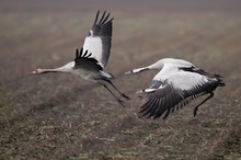 startende Kraniche (Grus grus)