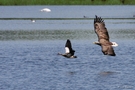 Seeadler jagt Nilgans #01