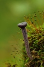 Violetter Lacktrichterling