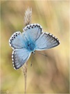 Silbergrüner Bläuling - Polyommatus coridon