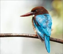 Whitethroated Kingfisher