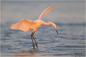Rötelreiher (Egretta rufescens) Reddish Egret auf Fischfang