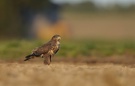 Bussard