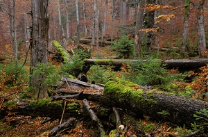 Herbstlicher Urwald 3