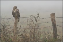 gedankenverloren... Mäusebussard *Buteo buteo*