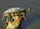 TRACHEMYS SCRIPTA ELEGANS