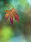 Wie ein Blick ins Kaleidoskop.....-2-