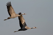 Kraniche (Grus grus) im Flug