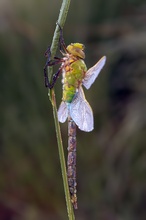 Anax imperator