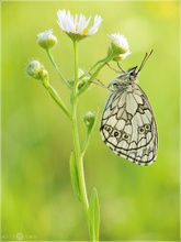 Schachbrettfalter - Melanargia galathea