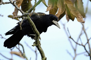 Singvogel am Futterplatz