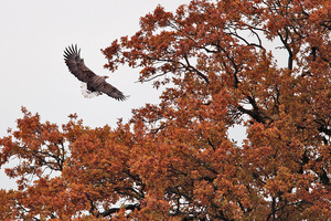 Seeadler