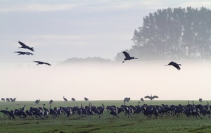 Kraniche vor dem Morgennebel