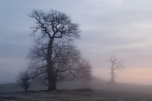 Bäume im Morgennebel