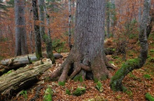 Herbstlicher Urwald 4