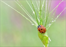 Sommerregen