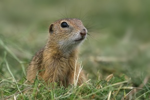 Europäischer Ziesel (Spermophilus citellus)