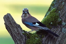 Eichelhäher (Garrulus glandarius)