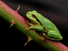 Laubfrosch (Hyla arborea)