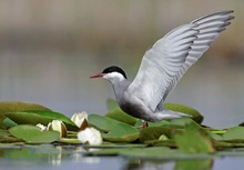 Wiskered Tern (Chlidonias hybridus)