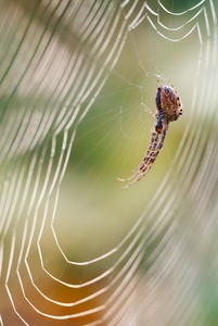 ~ Herbstspinne ~