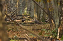 Wildtruthhuhn (Meleagris gallopavo)