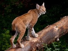 wacher Luchs