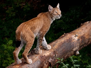 wacher Luchs