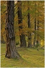 Laerchen