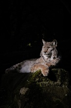 Luchs in der Abendsonne