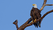 Bald Eagle / Weißkopfseeadler