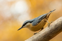 Herbst-Kleiber