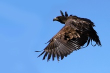 Steinadler im Flug