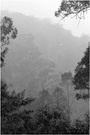 Australischer Regenwald