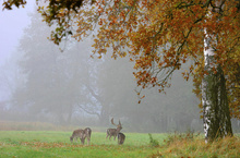 Goldener Herbst