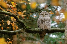 Habichtskauz (Strix uralensis) im Herbstwald