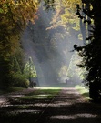 Jagdachse im NSG "Boskett" von Schloss Benrath, Düsseldorf