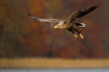 Adler im Herbst