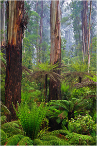 Australischer kalter Regenwald