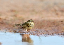 Spatziergang an der Wasserstelle