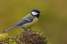 Kohlmeise (Parus Major)