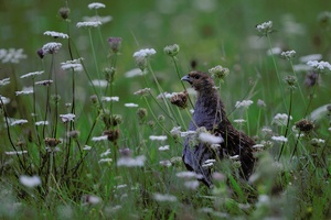 Rebhuhn (perdix perdix)